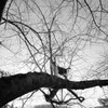 木の上の猫