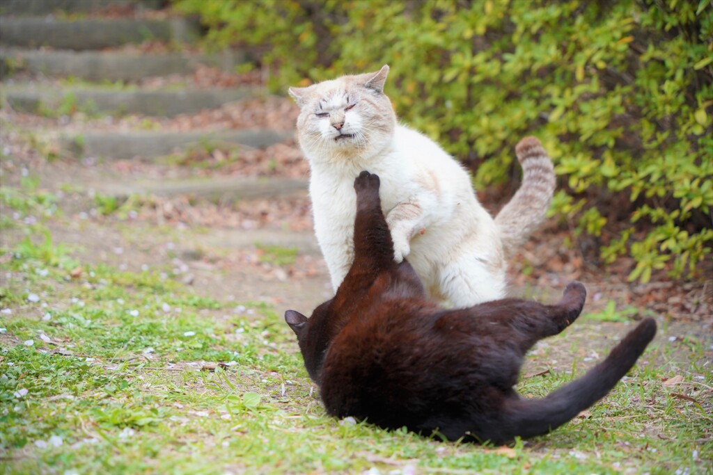 じゃれあい