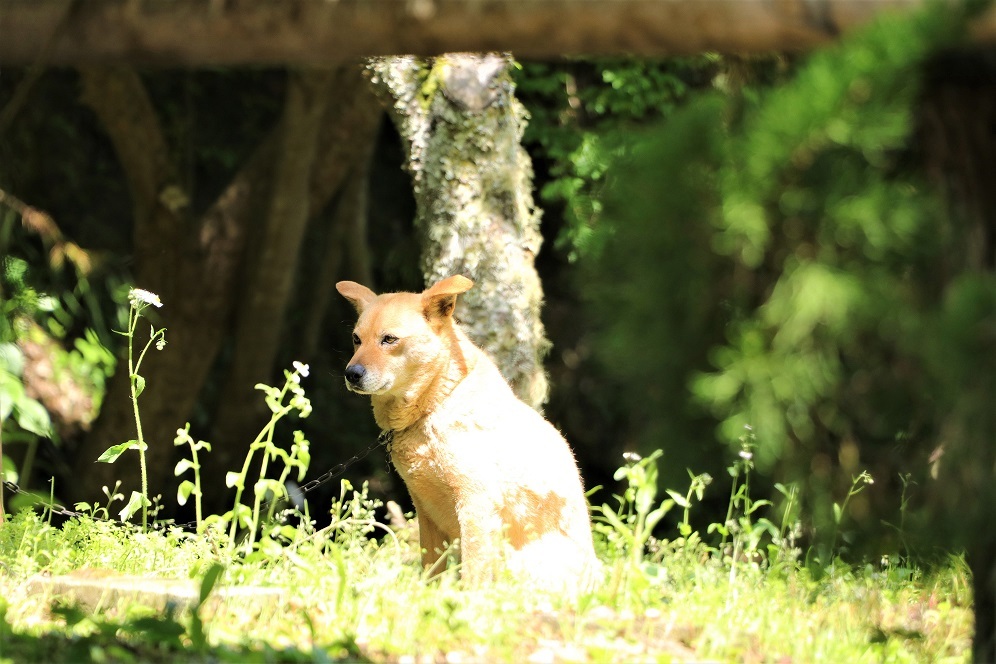 寺犬