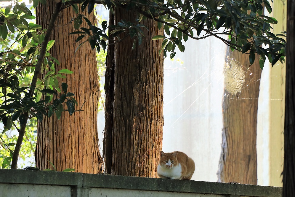 森猫