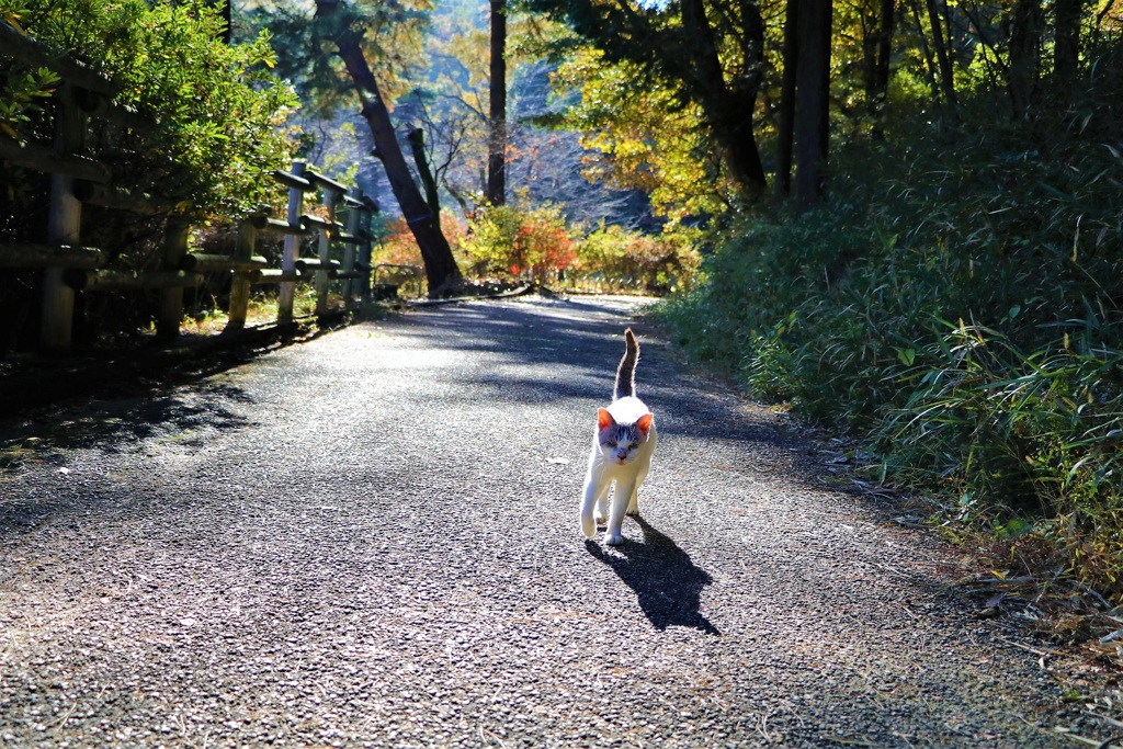 ねこドライブ②