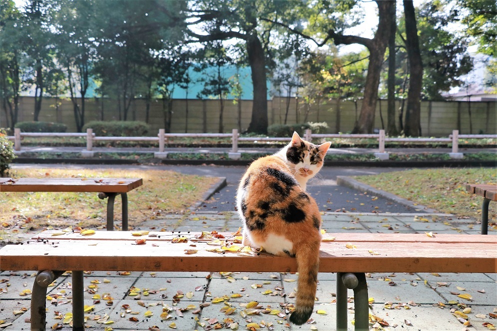 見返り美人