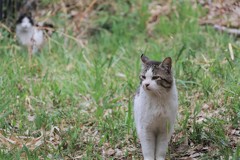 お久しぶり(=^・^=)