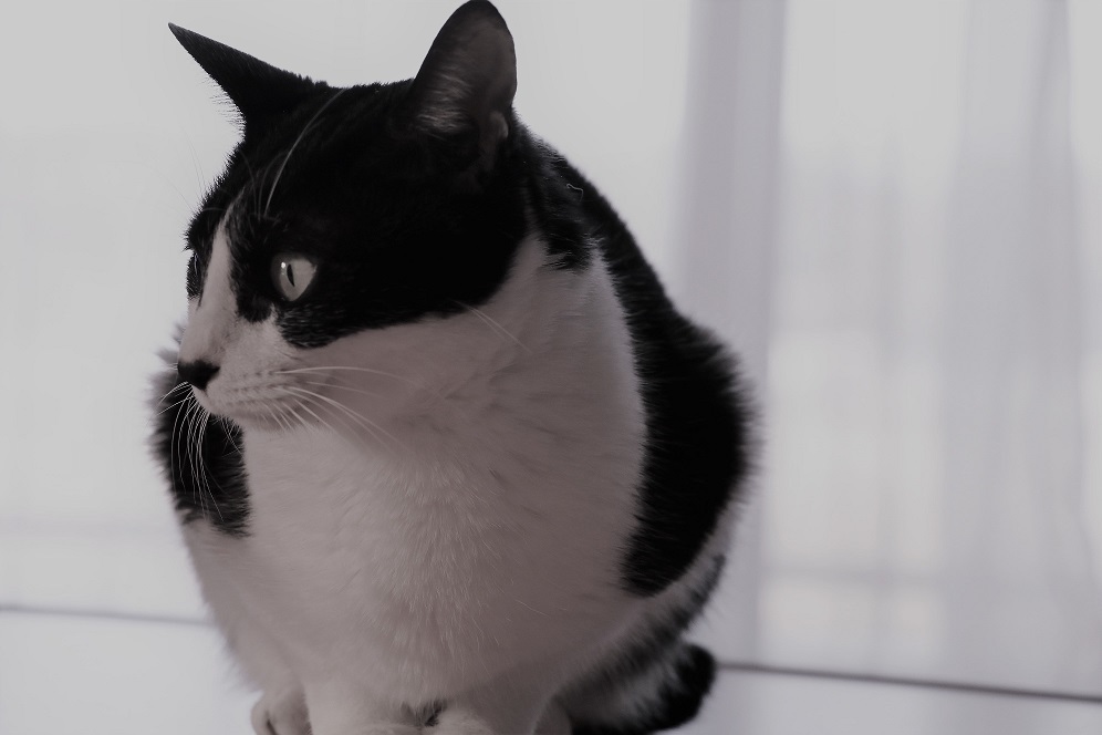 猫の日だから・・・ウチのモリちゃん