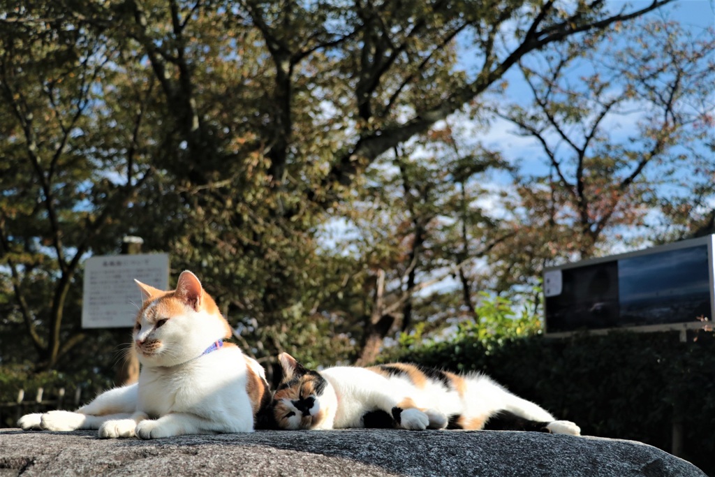 楽園②