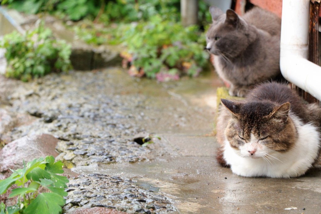 梅雨の日