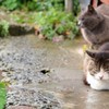 梅雨の日