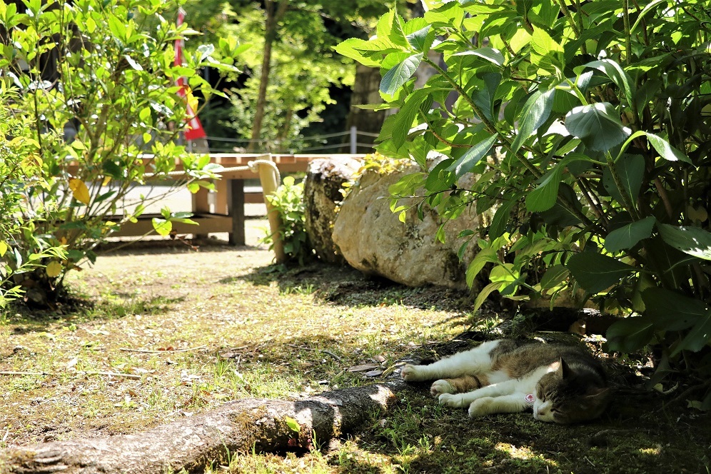 寺猫