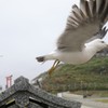 ネコはネコでも・・・