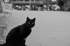 黒猫