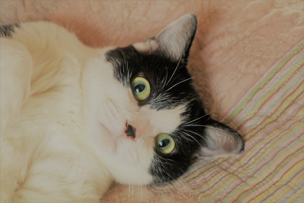 猫の日だから・・・ウチのじゅーす(=^・^=)