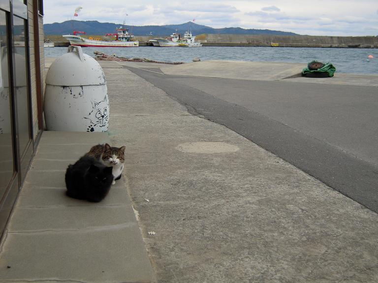 8年前の田代島の猫②