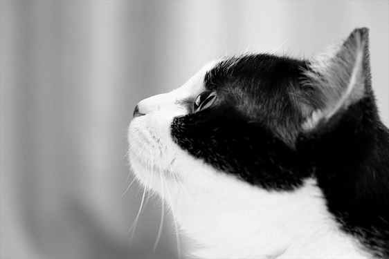 profile