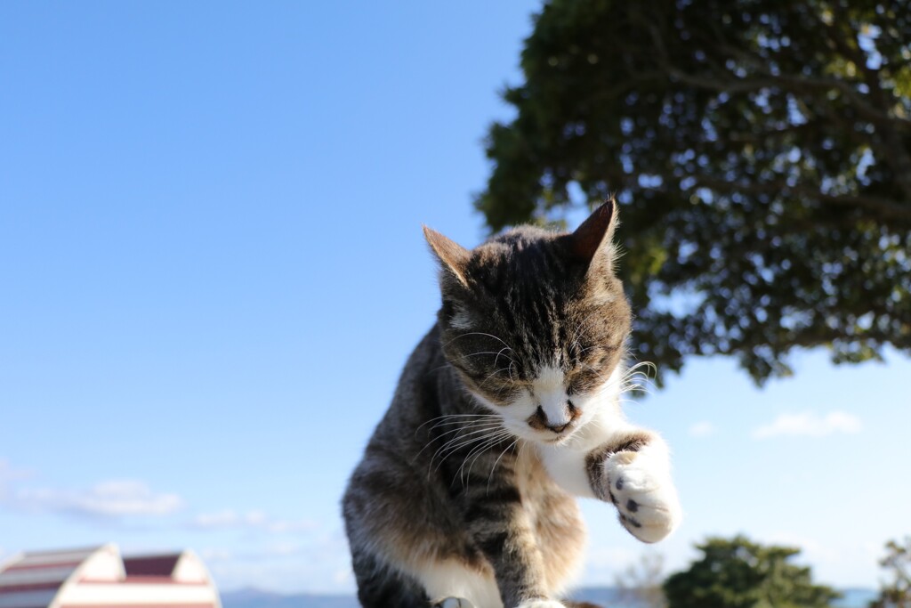 握手会 