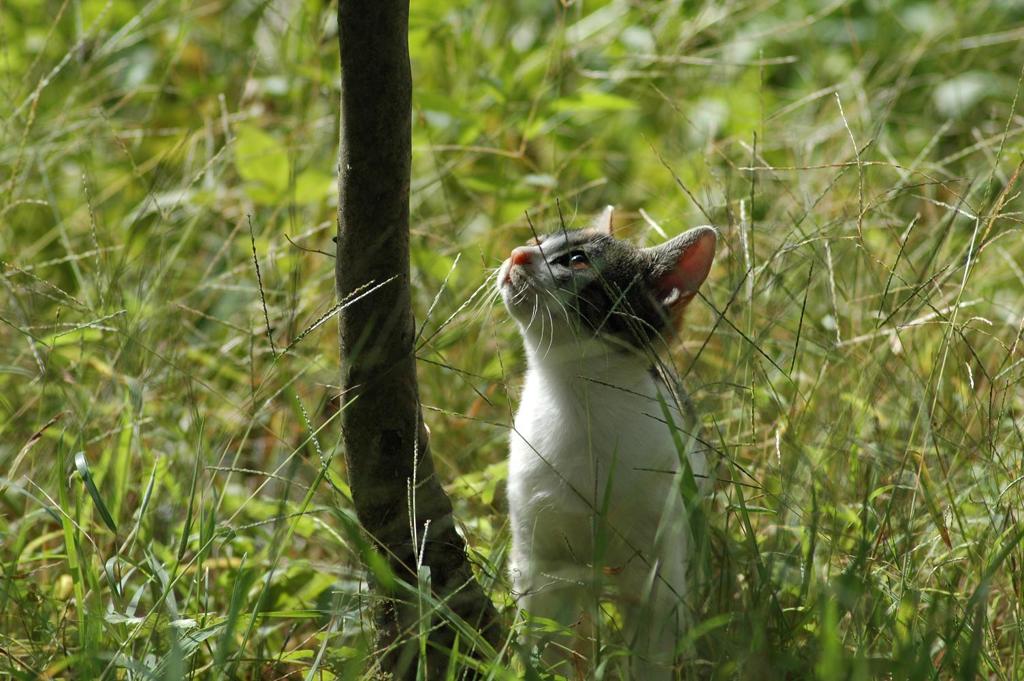 森の子猫