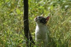 森の子猫
