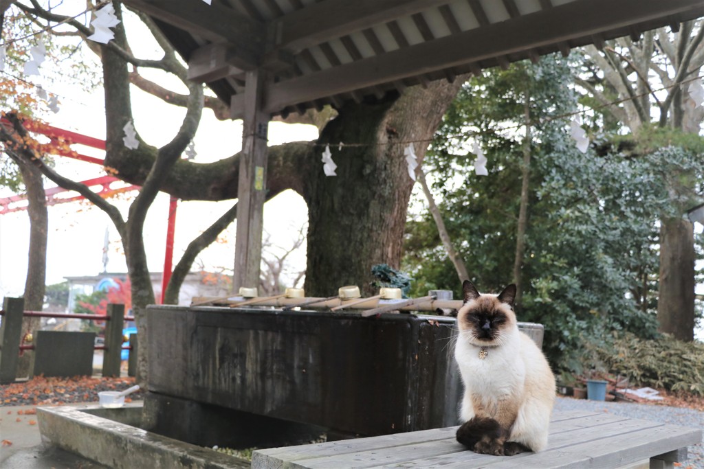 福猫くん