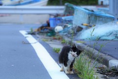 魚だけじゃない