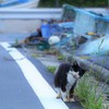 魚だけじゃない