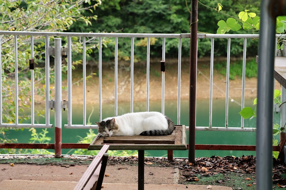 猫の私有地