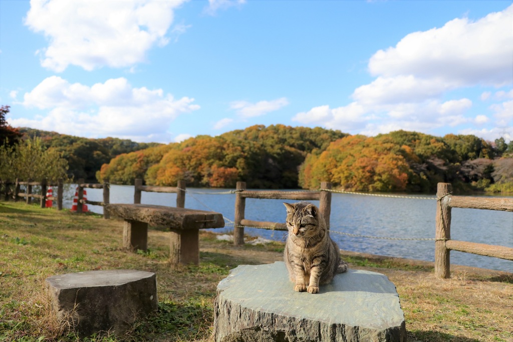 猫と紅葉①