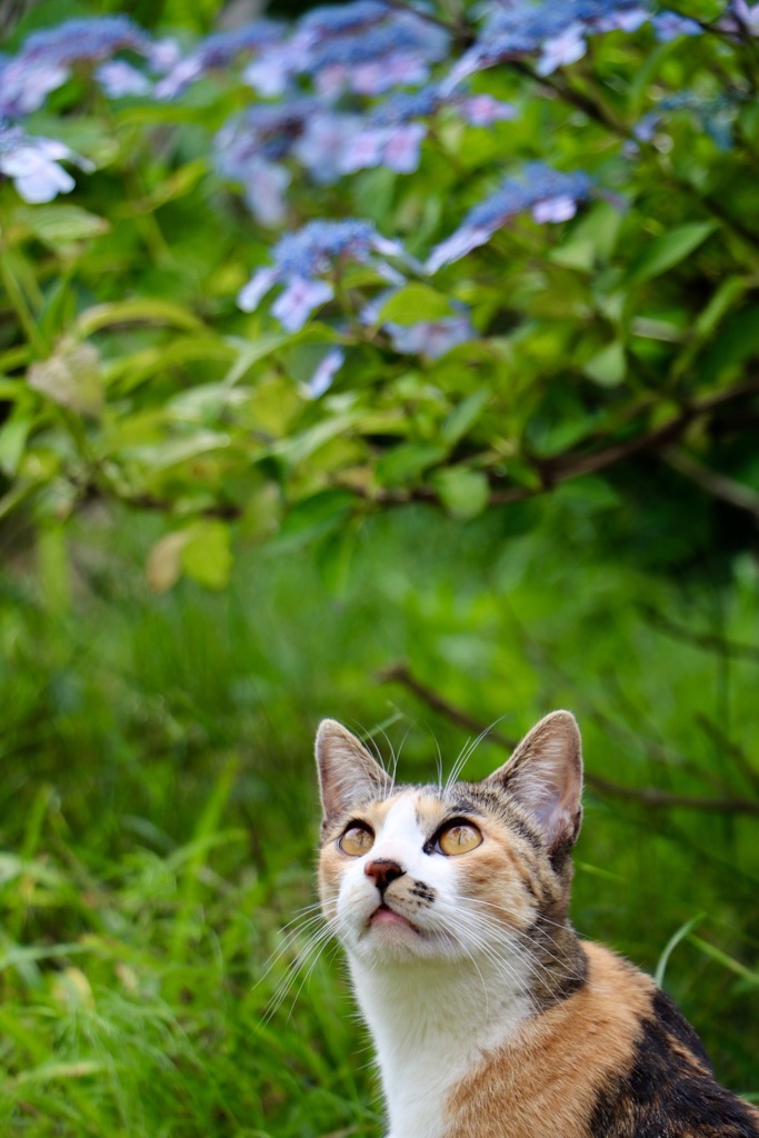 明日は晴れるかニャン？