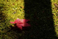 小さな落ち葉見つけ隊