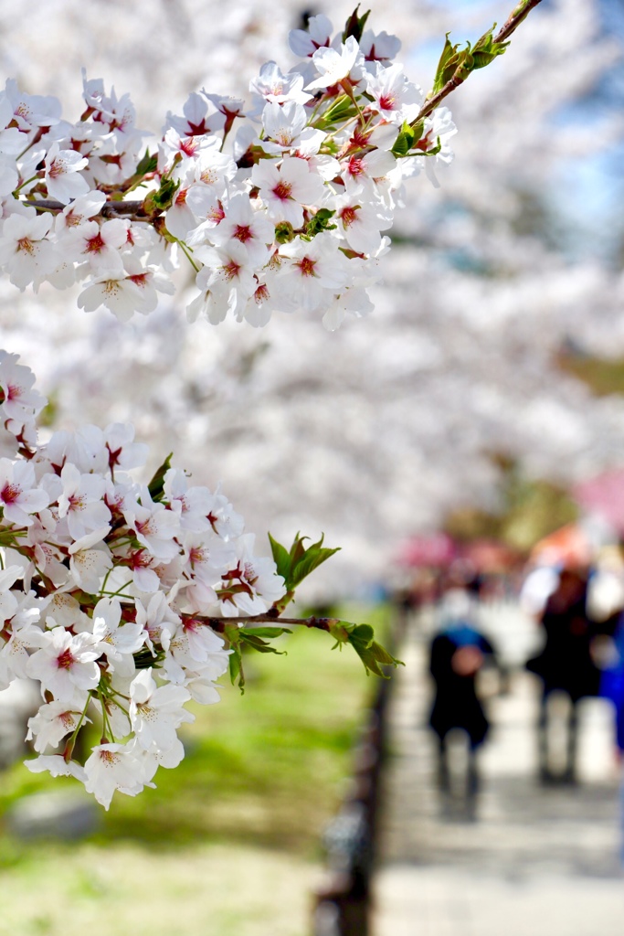 上田城千本桜まつりは明後日から⁈