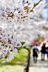 上田城千本桜まつりは明後日から⁈