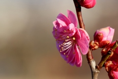 桜が咲くのは４月かな？