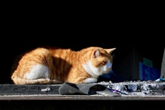 焼却炉ですが〜ニャニか？