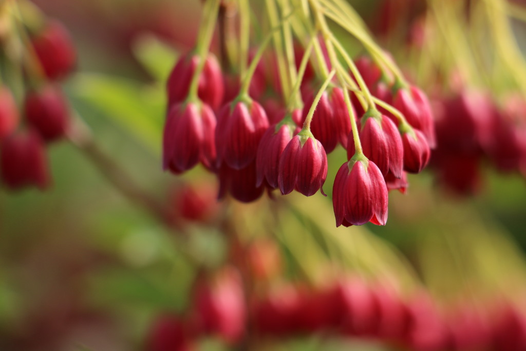 ？？？？咲いてきた