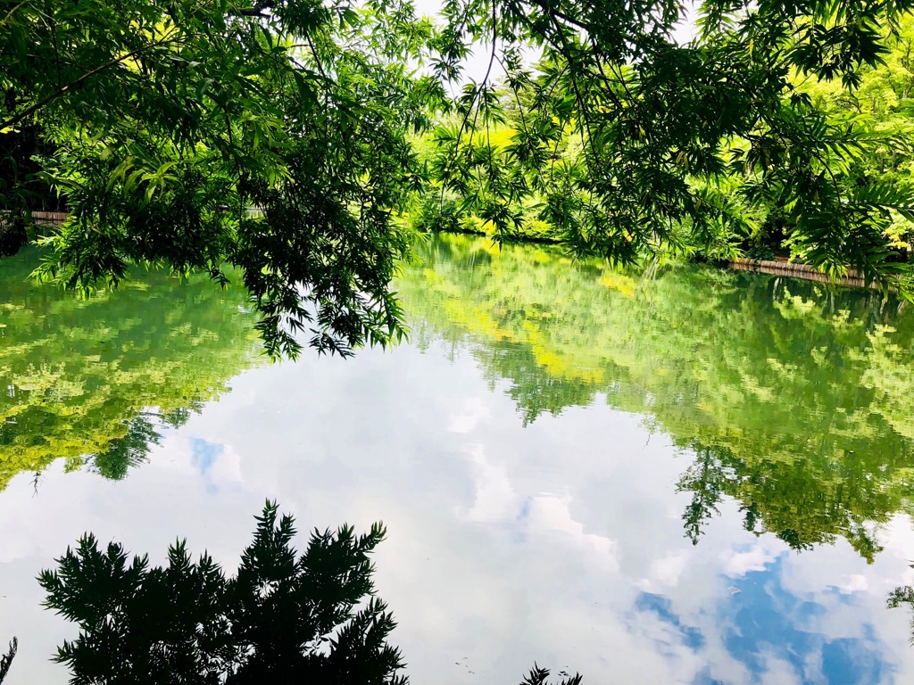 緑色の風が流れて