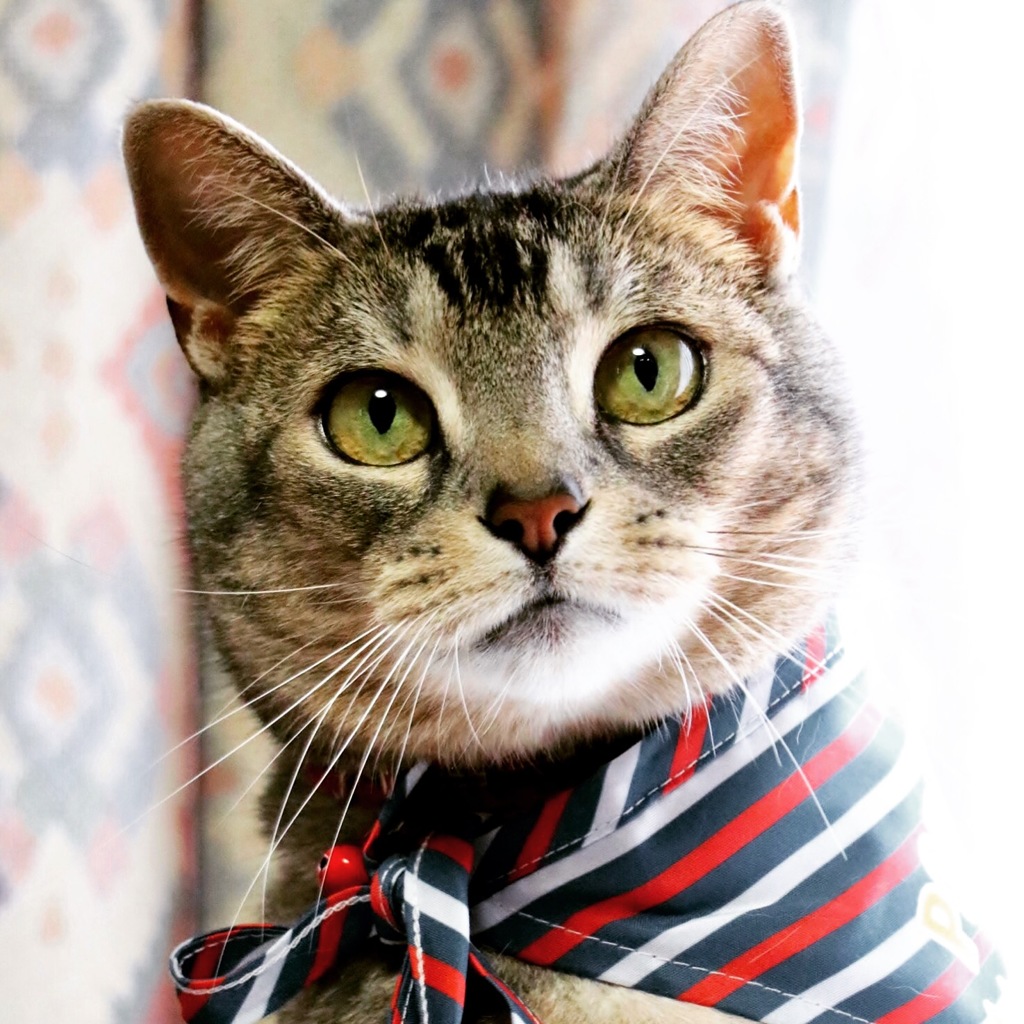 ニャンでこんなに暑いの６月最終日\(//∇//)\