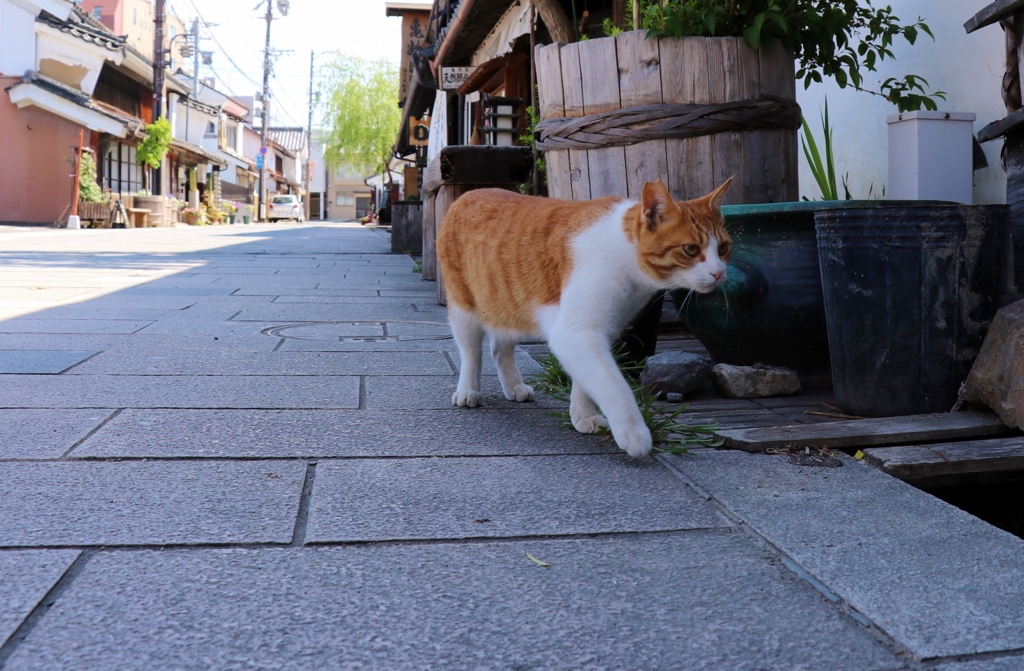 誰も居にゃいのだ～？！