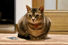 お帰りニャさいませ(=^x^=)