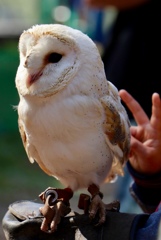 ハリーポッターで有名になったシロフクロウはお休みの日(＞人＜;)