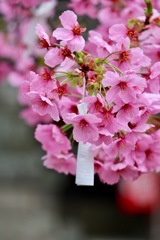 上田城千本桜まつり2018始まる♫