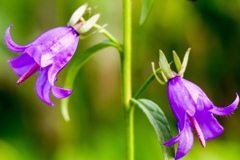 別方向を向いていても同じ茎から生える(^-^)