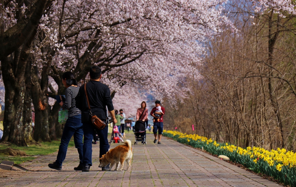 桜？興味が無いワン～