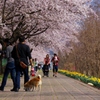 桜？興味が無いワン～