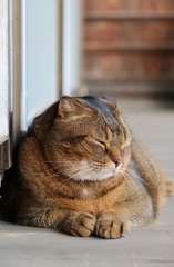 縁側に猫がおんねん♫