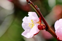 あんずの花も咲く佐久市にて<m(__)m>