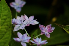 小さな花が好きです