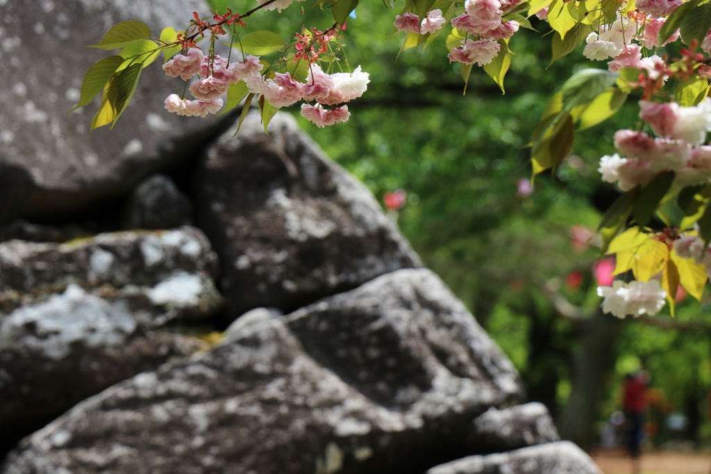 小諸城址懐古園