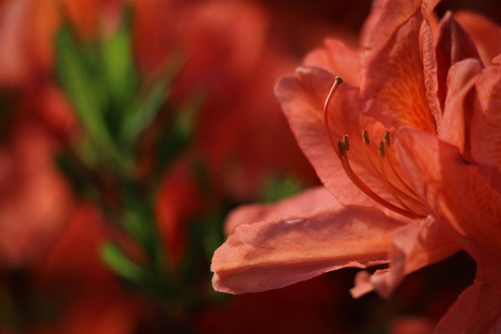 つつじも咲いてきた♬