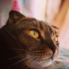 猫になりたい♫