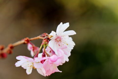 春に咲く