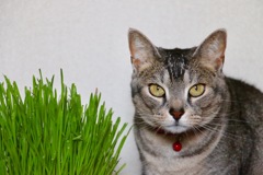 先ずは野菜から食べて下さいニャン(=^ェ^=)