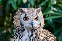 フクロウが可愛かった(^-^)